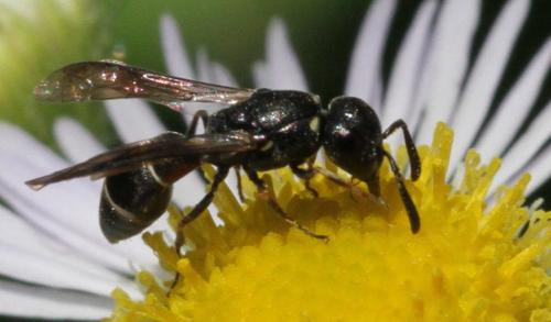 Réf. 208 262 : Microdynerus timidus